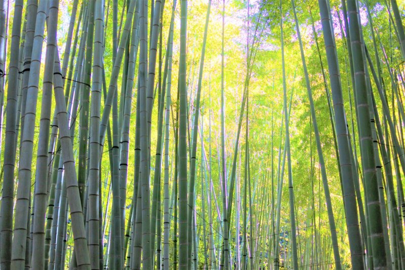 The beautiful scenery of the bamboo grove