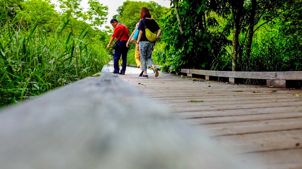 The wooden path sits inches above the wetland, allowing visitors to get up close and personal with the wetland