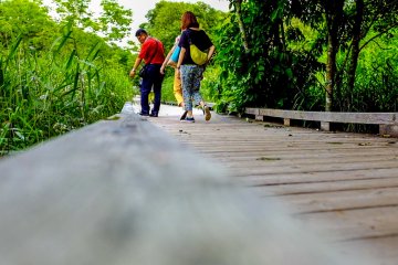 The wooden path sits inches above the wetland, allowing visitors to get up close and personal with the wetland