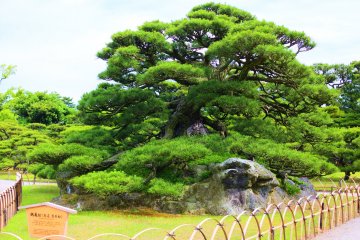 The famous Tsurukame Pine