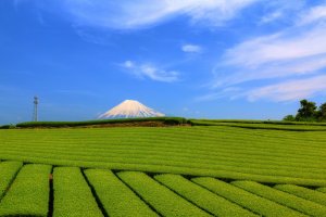 Tea plantation, Shizuoka