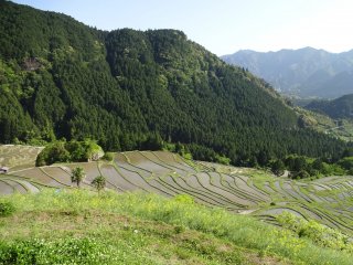 The hill that hosts the rice paddies is surrounded by forest and mountains. 