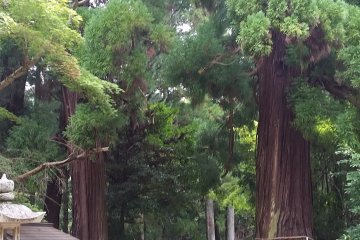 Huge trees with sacred shimenawa ropes