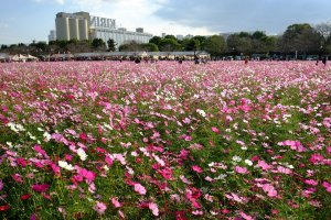 One of Japan's most unique cosmos fields - by the Kirin beer factory in Fukuoka