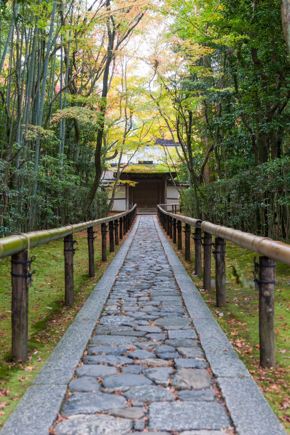 Bamboo Path, Moss and Autumn Leaves