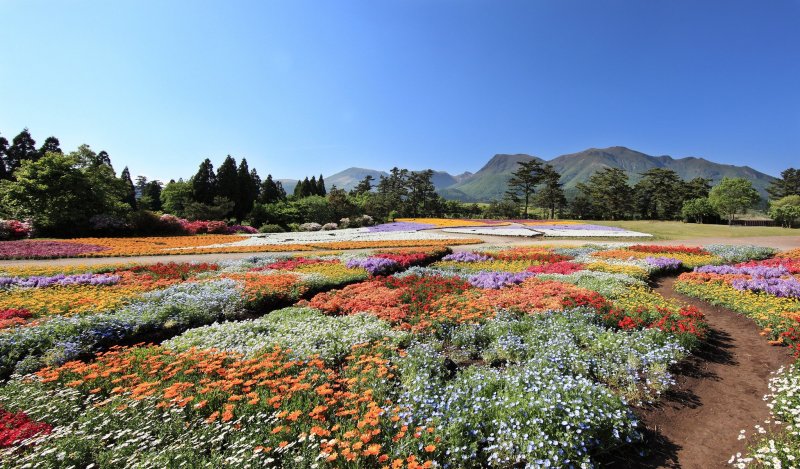Kuju Flower Park is filled with colorful blooms
