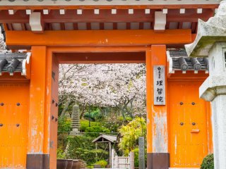 Сакура в Ритиине: красные ворота и красивые вишневые цветы прекрасно сочетаются друг с другом