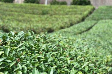 The tea farm
