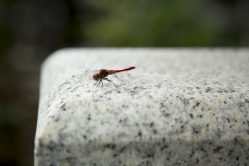 The areas was full of wildlife and here a dragonfly rests upon a grave in the warm sun.