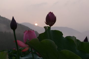 <p>พระอาทิตย์ขึ้นเหนือทุ่งดอกบัวหลัง 6:00 โมงเช้านิดหน่อย</p>