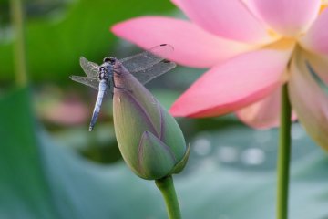 A dragonfly enjoying the morning dew