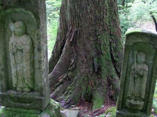 저 나무를 보면 이 절이 얼마나 오래되었는지 짐작할 수 있다.