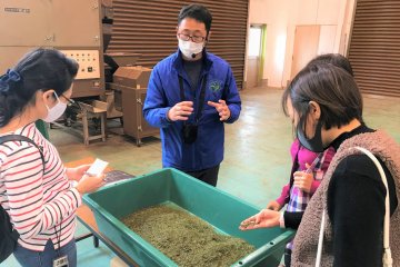 Local farmer explains to us the production method of Shimada green tea
