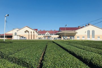 Shimada green tea plantation in the heart of the city