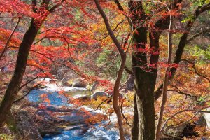 Fall colors along Arakawa River