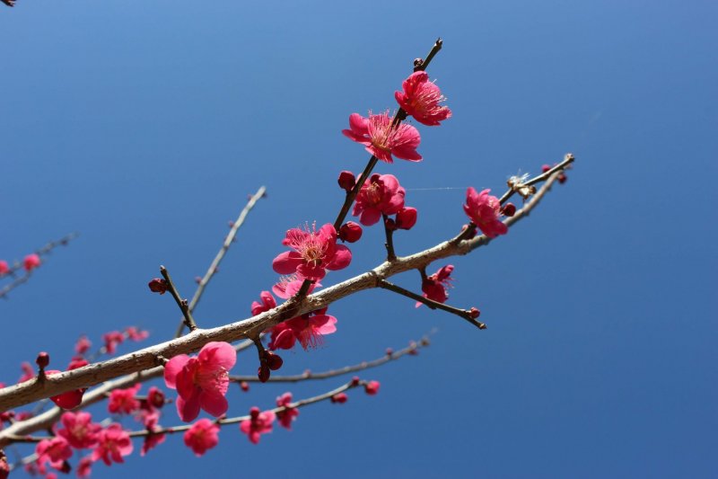 Plum blossoms on Mt Hodo