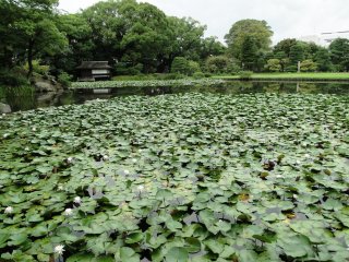 이곳 연못은 여름철에 백합꽃으로 꽉 차 있다.