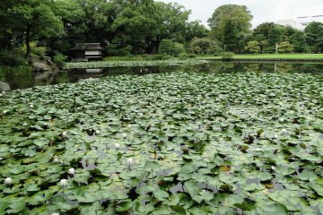 이곳 연못은 여름철에 백합꽃으로 꽉 차 있다.