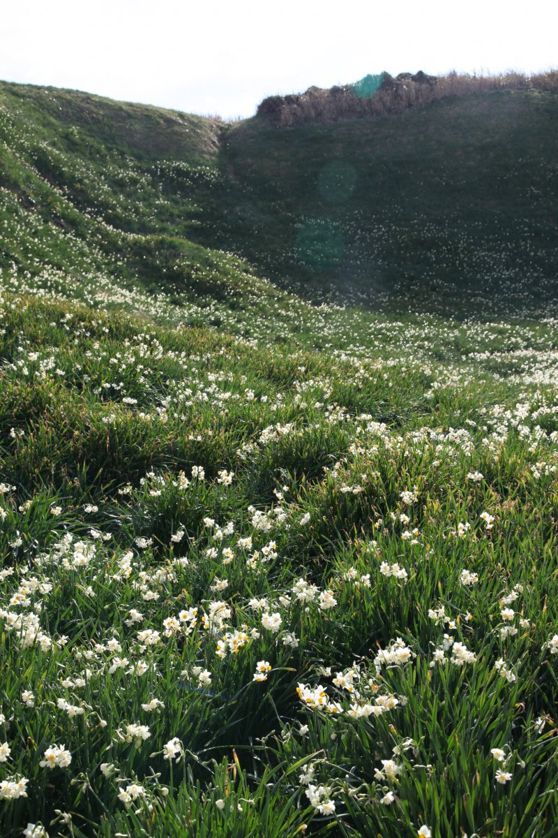 Over 3 million narcissus flowers cover the Suzaki Peninsula