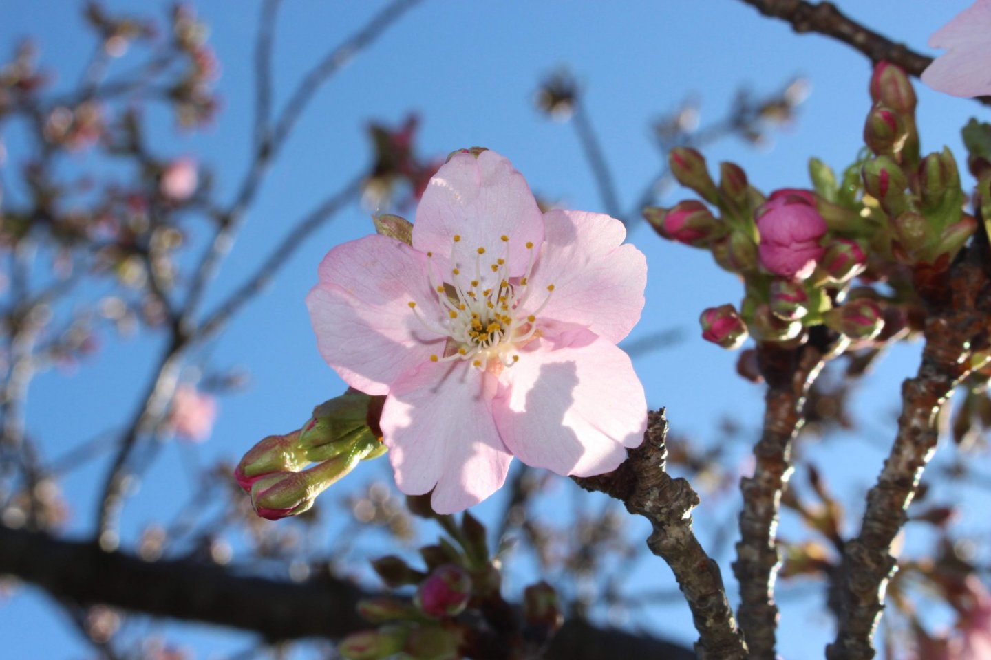 A Kawazu cherry blossom in Saitama Prefecture.
