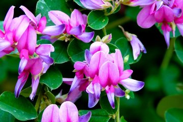 Pink flowers of Japanese bush clover