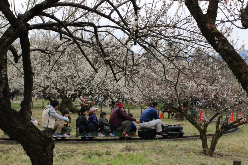 A mini train through the plum blossoms