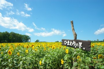 Sunflowers at the Hokuryu Sunflower Field, Hokkaido
