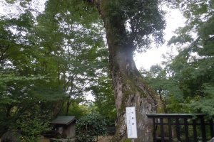 800-year-old Camphor Tree in Jurinji temple