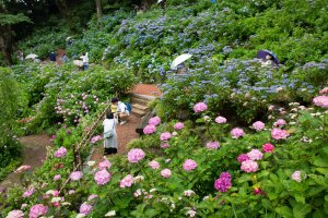 Around 10,000 hydrangeas in 70 varieties are found on the temple grounds here