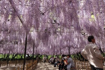 Spectacular wisteria at Okazaki Park