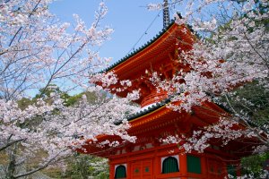 Beautiful sakura at Kimiidera Temple
