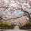 Oboshi Park Cherry Blossom Festival