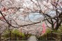 Oboshi Park Cherry Blossom Festival