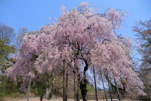 One of the weeping cherry trees at Kannonyama Park