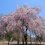 Sakura Season at Kannonyama Park