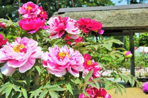 Flowers in bloom at the Sukagawa Peony Garden