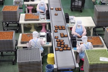 The new season of Umeboshi are put in boxes, ready for being sold