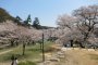 Sakura Season at Tottori's Kyusho Park
