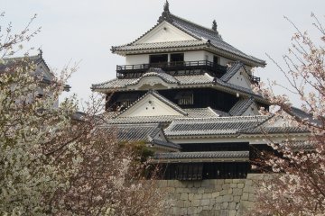 Some of the blooms with a backdrop of Matsuyama Castle