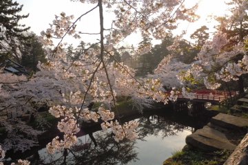5 of Tohoku's Top Cherry Blossom Spots