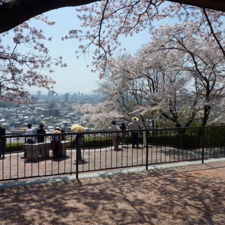 Sakura Season at Handayama Botanical Garden