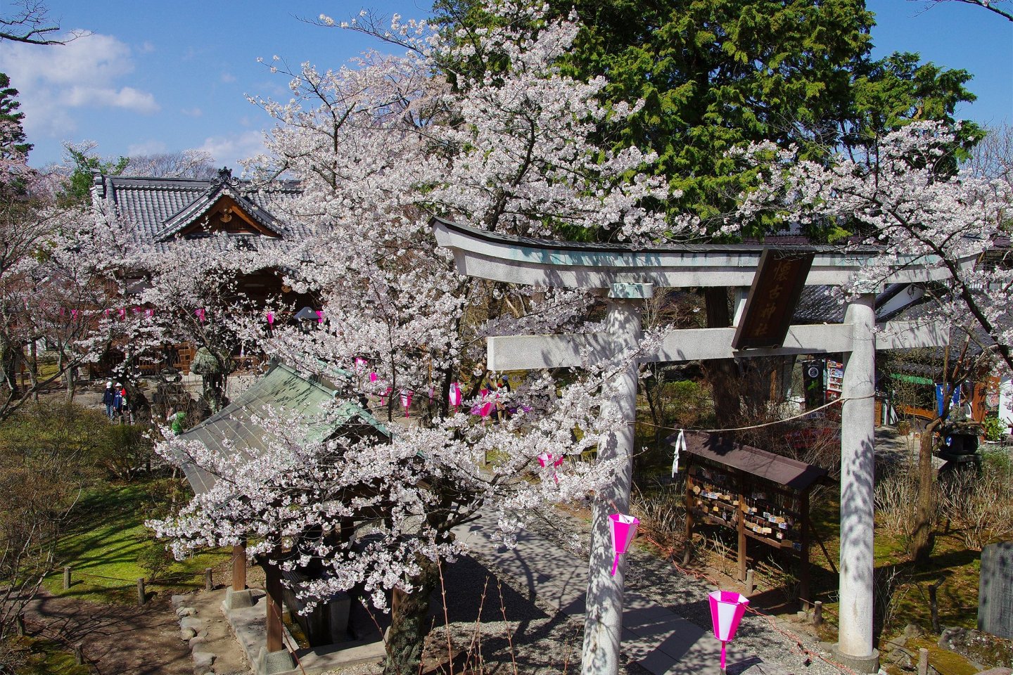Some of the beautiful blossoms at Nagano\'s Komoro Castle Park