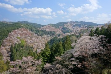 Mount Yoshino covered in springtime color