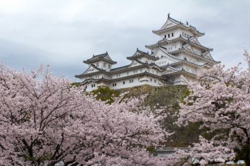 Himeji Castle surrounded by springtime beauty