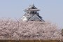 Sakura Season at Hokoen and Nagahama Castle