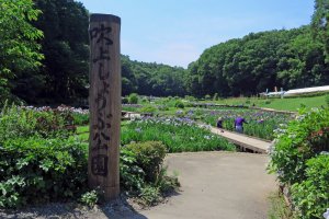 Ome's beautiful Fukiage Iris Park