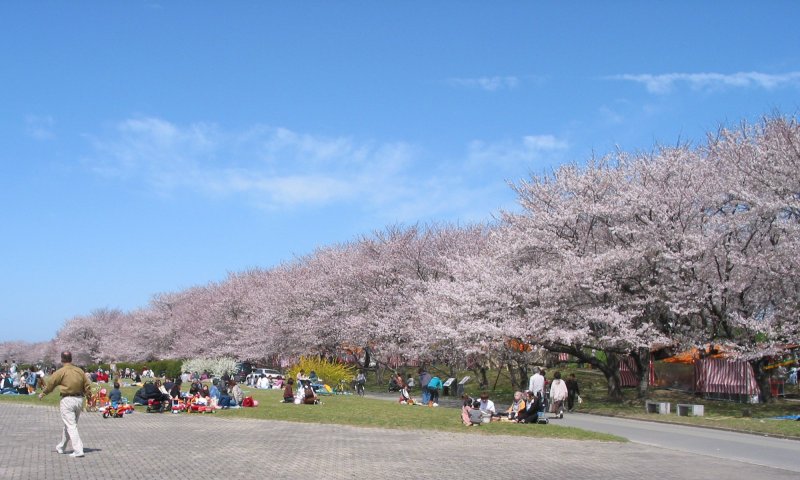 Springtime beauty at Miyagawa Tsutsumi Park