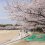 Sakura Season at Tsuruma Park