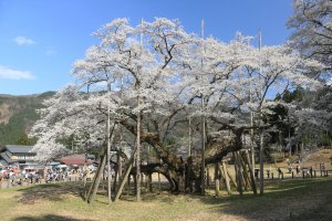 Usuzumi Sakura, Gifu