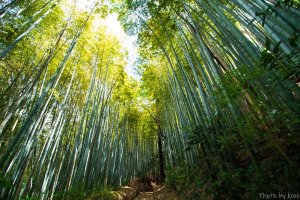 Hiyodorizaka bamboo path